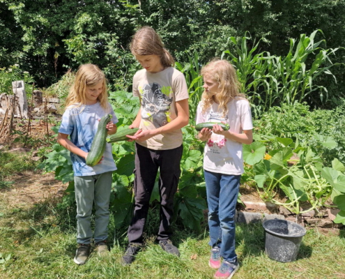 26-07-01-Zucchini-Ernte